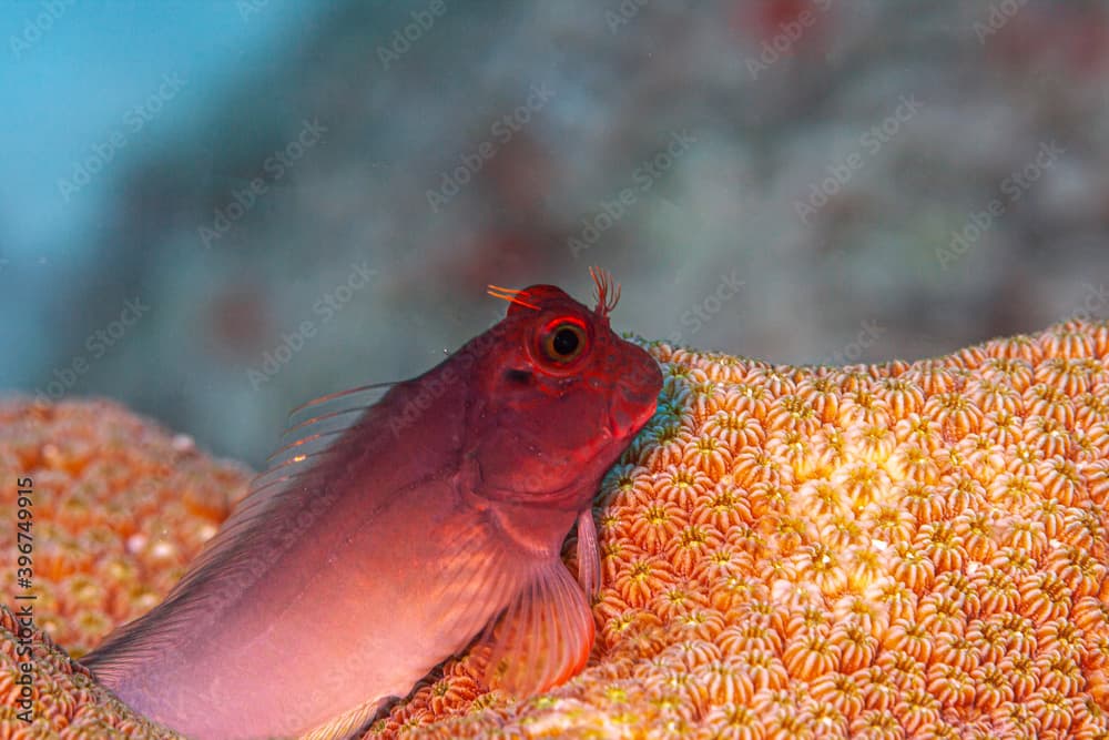 Ophioblennius macclurei, the redlip blenny,