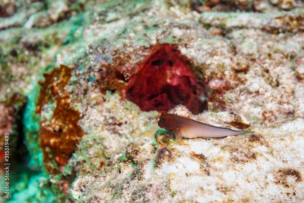 Redlip Blenny (Ophioblennius macclurei) perched on coral reef, Bonaire, Netherlands Antilles