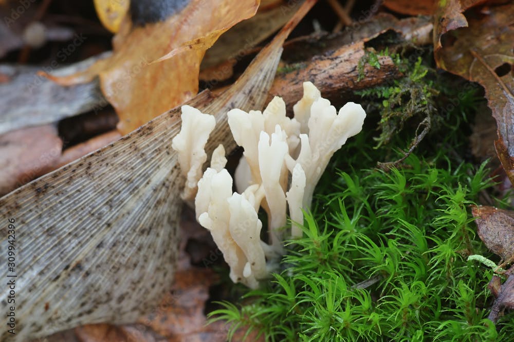 Clavulina rugosa, known as the wrinkled coral fungus, coral mushrooms from Finlland