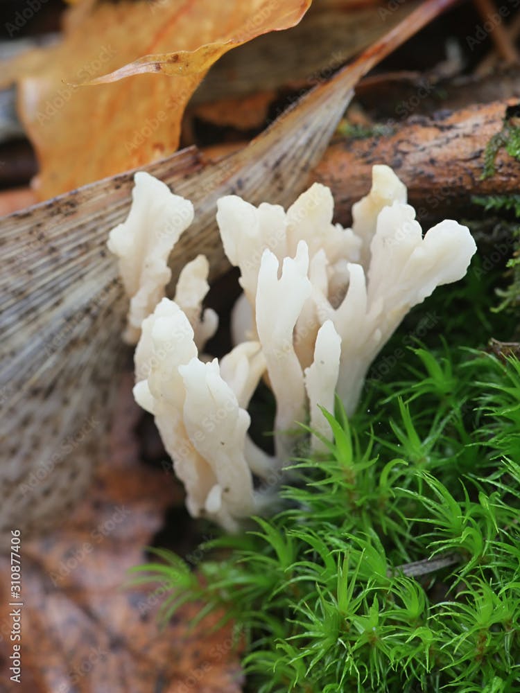 Clavulina rugosa, known as the wrinkled coral fungus, mushrooms from Finlland