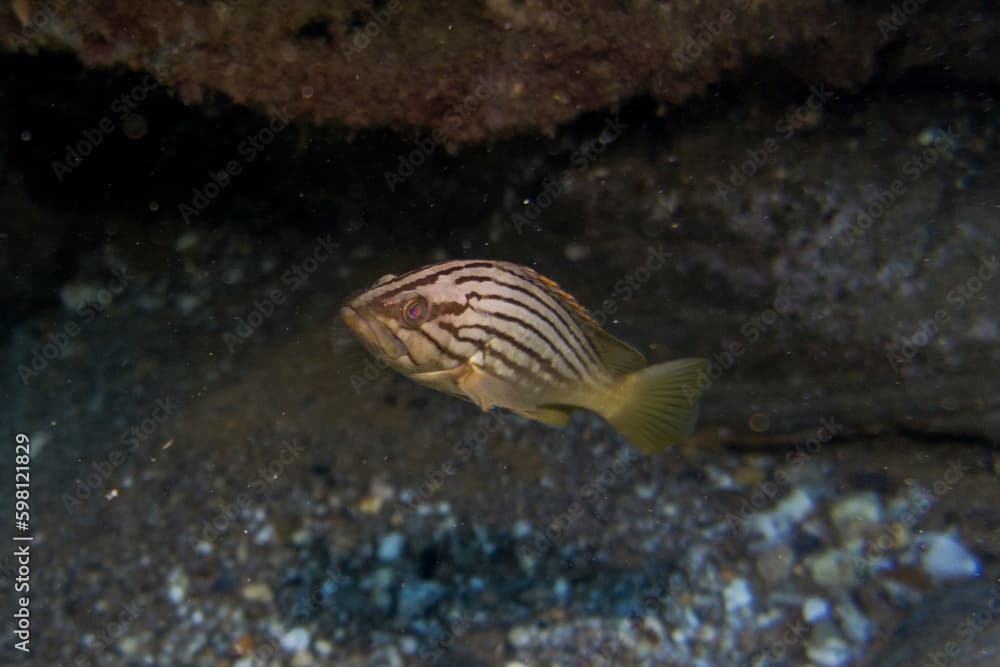 Epinephelus costae. Abadejo (juvenil)