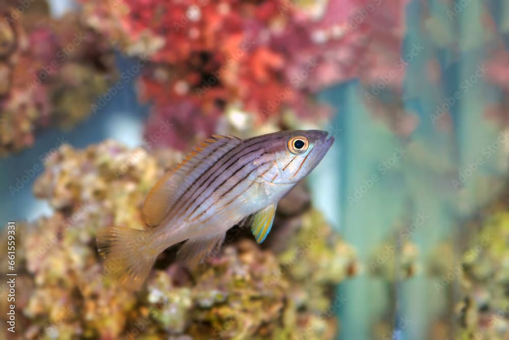 Golden blotch grouper fish - Epinephelus costae