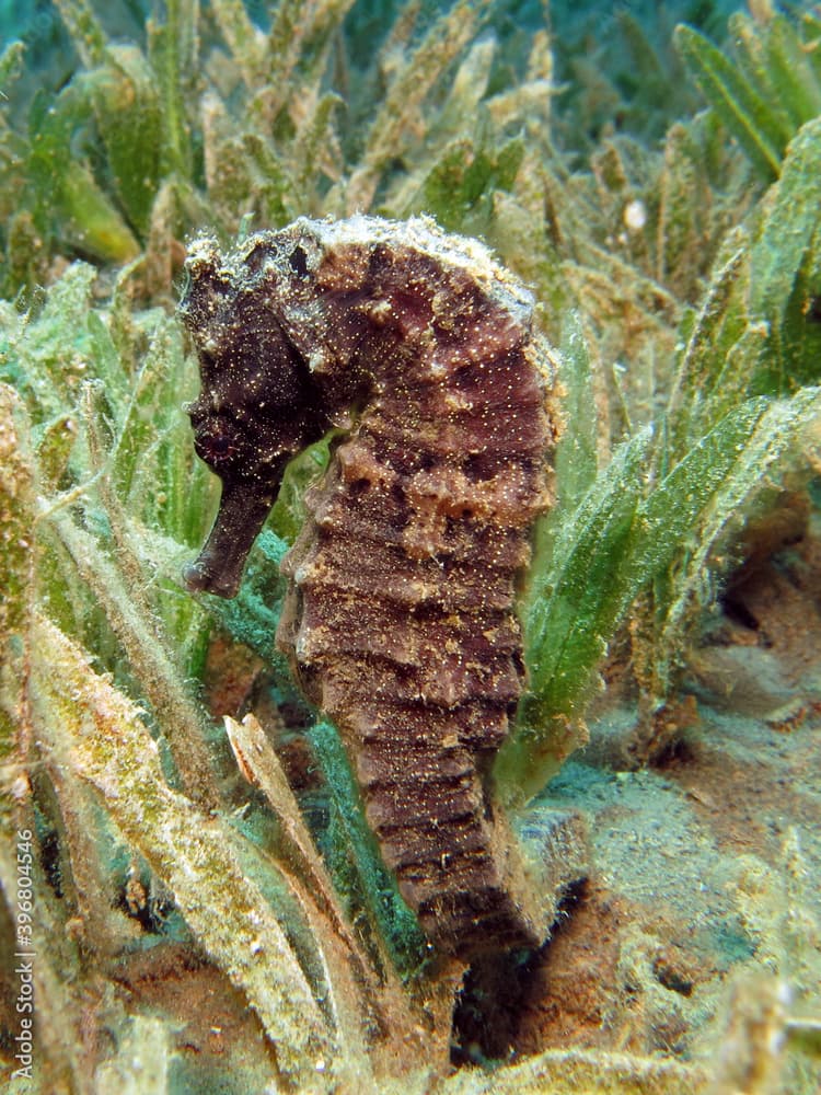 Closeup of  a Hippocampus kuda in the seagrass