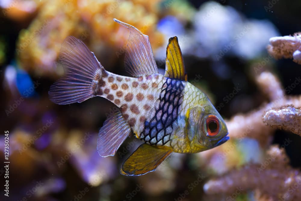 Pajama cardinalfish (Sphaeramia nematoptera).