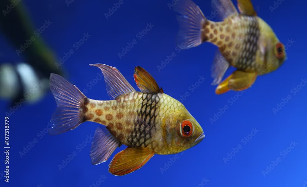 Close-up view of a pajama cardinalfish (Sphaeramia nematoptera)