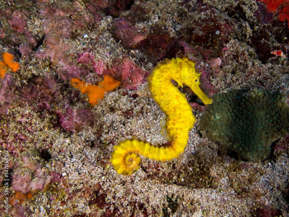 Tigertail seahorse