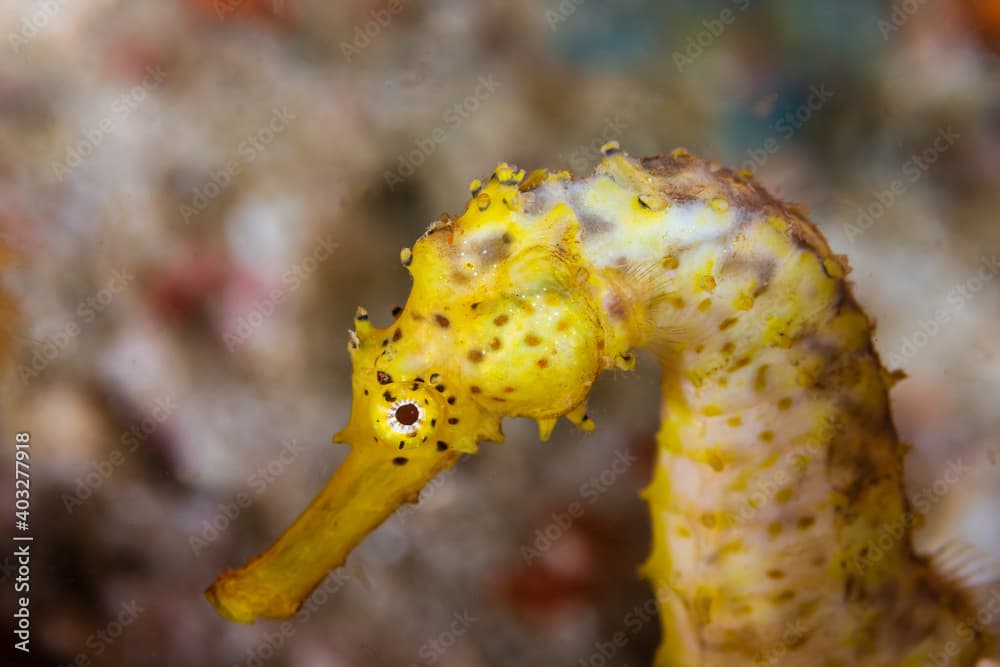 Beautiful, yellow Tiger Tail seahorse on a tropical coral reef