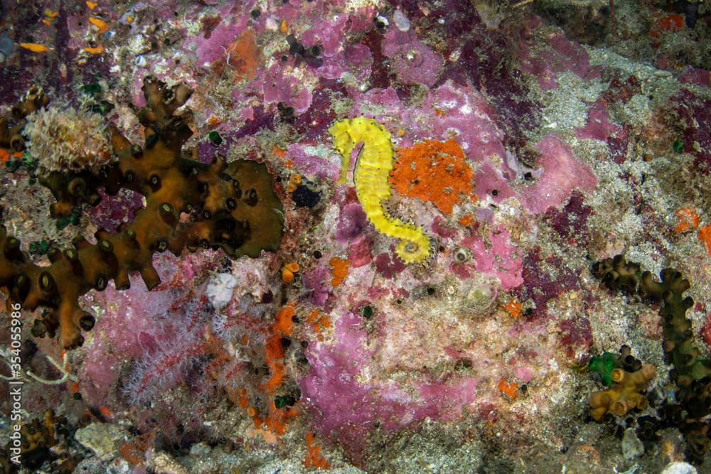 Tiger tail seahorse, Hippocampus comes in a tropical coral reef of Andaman sea