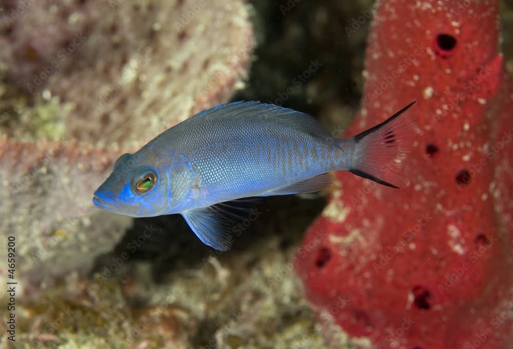 Juvenile Blue Hamlet, Hypoplectrus gemma