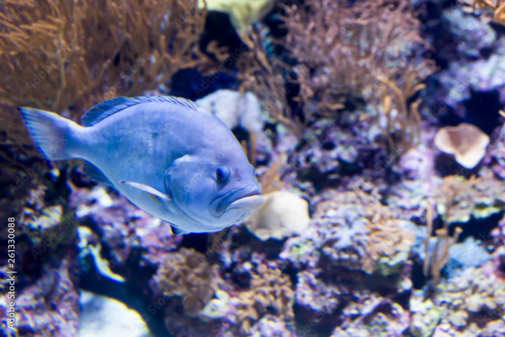 Blurry photo of a Hypoplectrus gemma blue hamlet in a sea aquarium