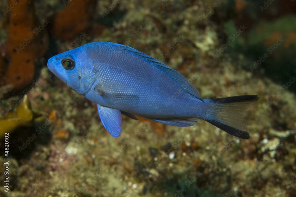 Blue Hamlet, Hypoplectrus gemma