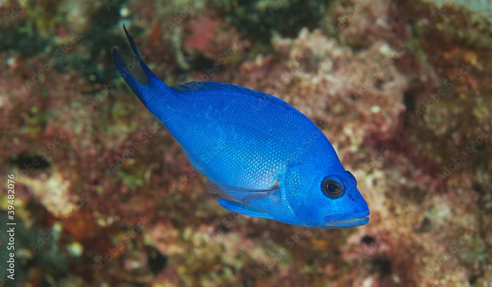 A Blue Hamlet on a coral reef.