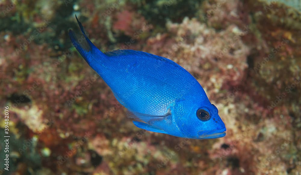 A Blue Hamlet on a coral reef.