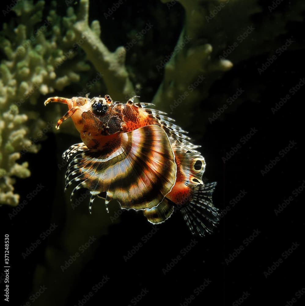 Twospot Turkeyfish, dendrochirus biocellatus