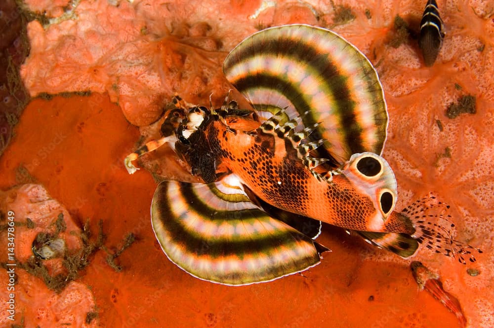 Spotted lionfish, Dendrochirus biocellatus, at night, Bali Indonesia.