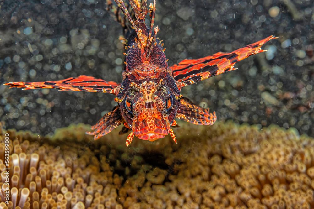 Dendrochirus biocellatus, twospot turkeyfish,lonfish