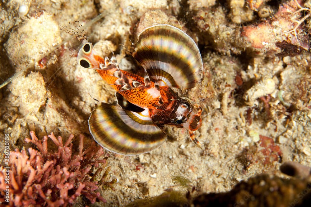 Twin spot Lionfish, Ocellated Lionfish