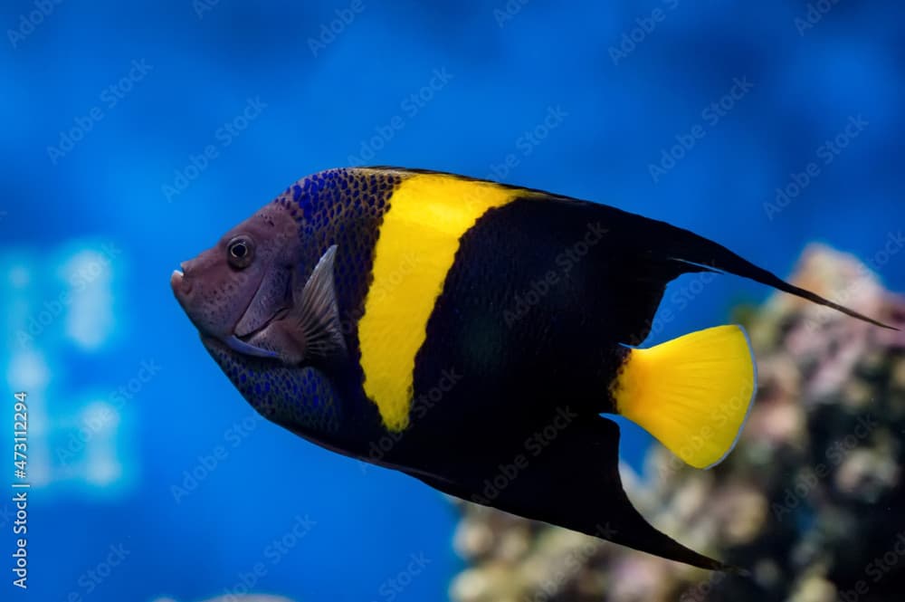 Pomacanthus asfur or Arabian Angelfish in aquarium close-up