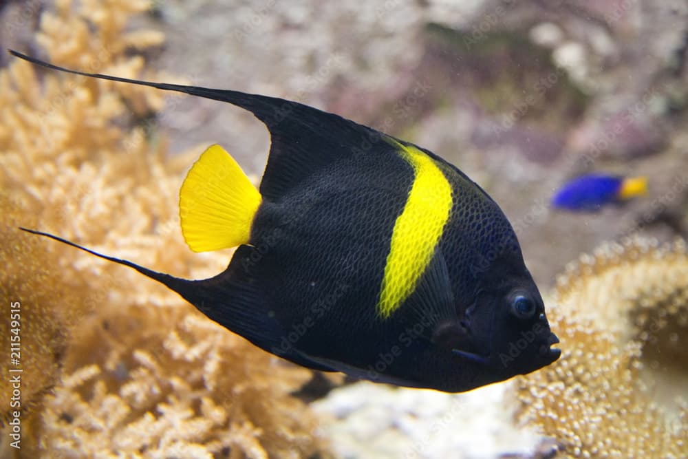 Arabian Angelfish (Pomacanthus asfur).