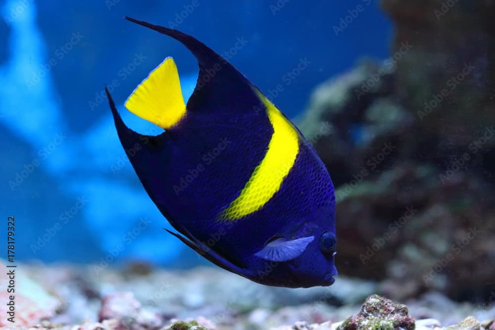 Pomacanthus asfur. Tropical fish Arab angel closeup