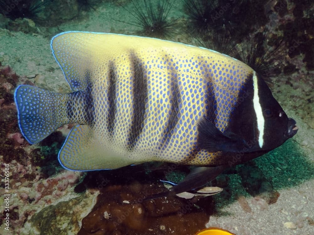 Six Banded Angelfish - Pomacanthus sexstriatus