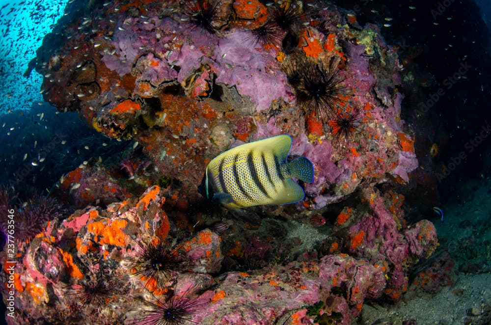 Six-banded angelfish · Pomacanthus sexstriatus · Reeflings Library
