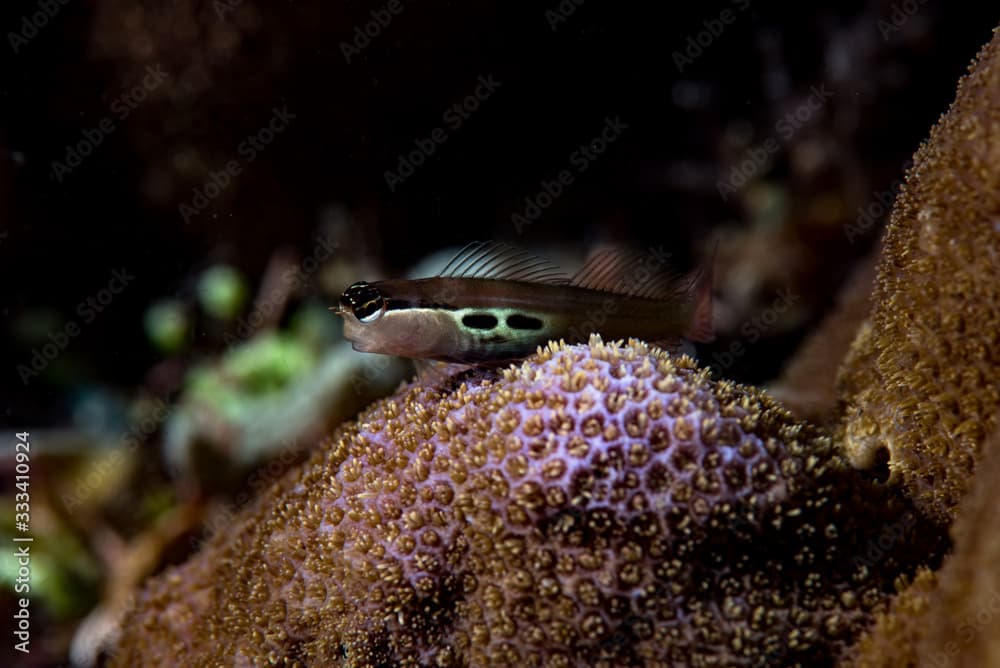 Two-Spot Combtooth Blenny (Ecsenius bimaculatus)