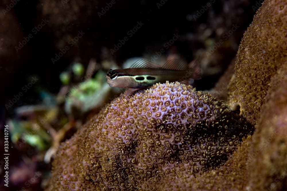 Two-Spot Combtooth Blenny (Ecsenius bimaculatus)