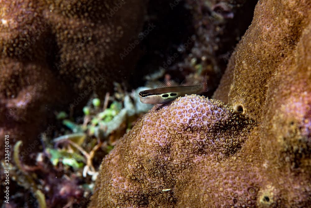 Two-Spot Combtooth Blenny (Ecsenius bimaculatus)