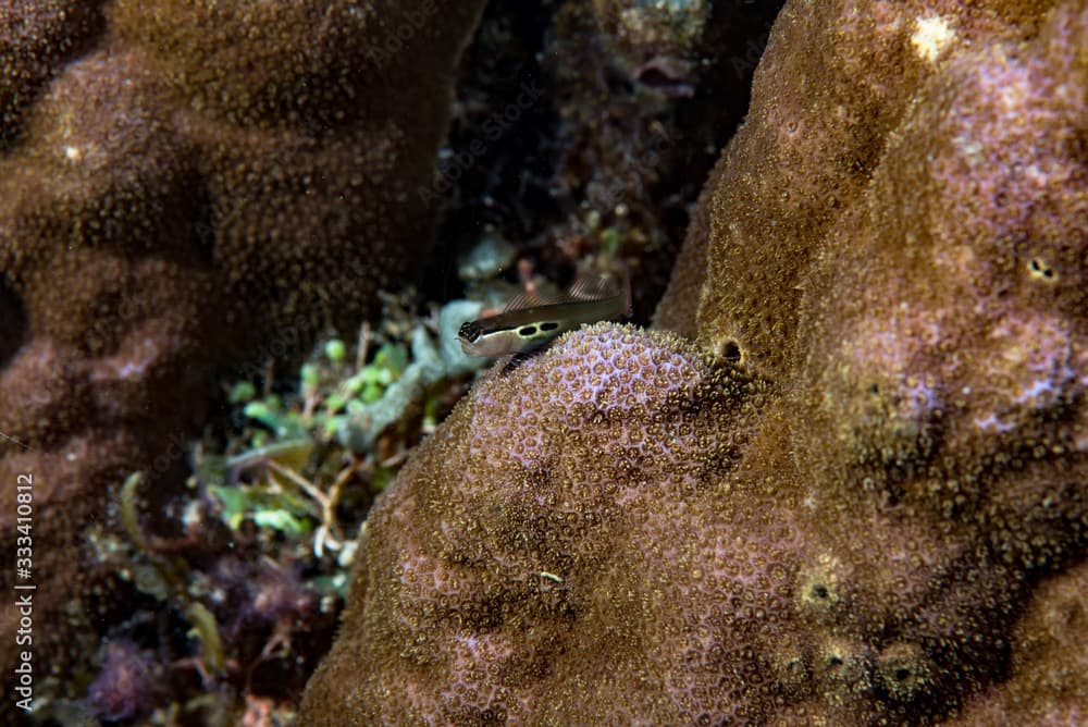 Two-Spot Combtooth Blenny (Ecsenius bimaculatus)