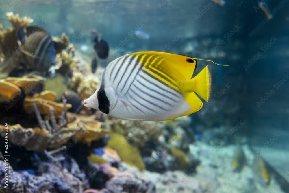 Closeup of a threadfin butterflyfish (Chaetodon auriga) swimming in an aquarium