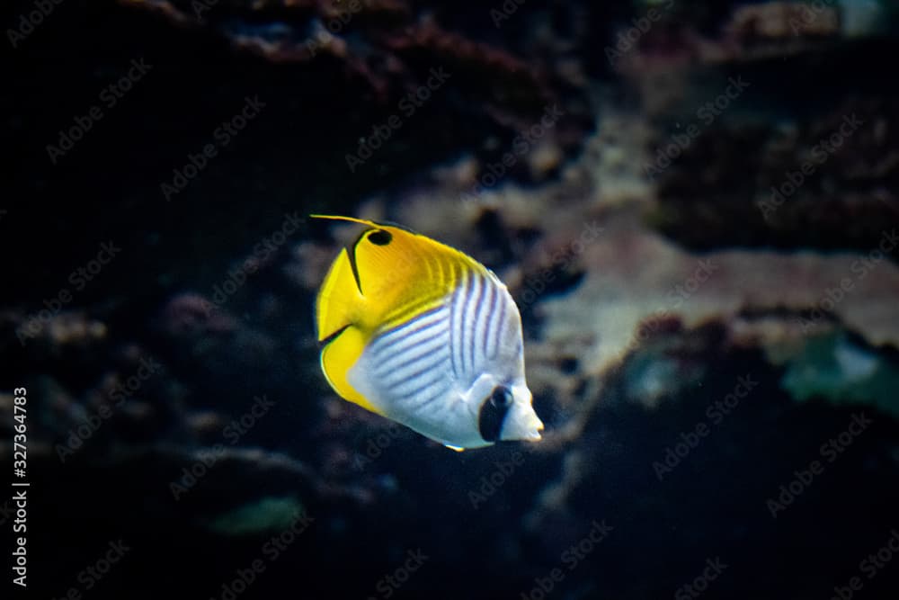 Fähnchen-Falterfisch (Chaetodon auriga) in einem Aquarium