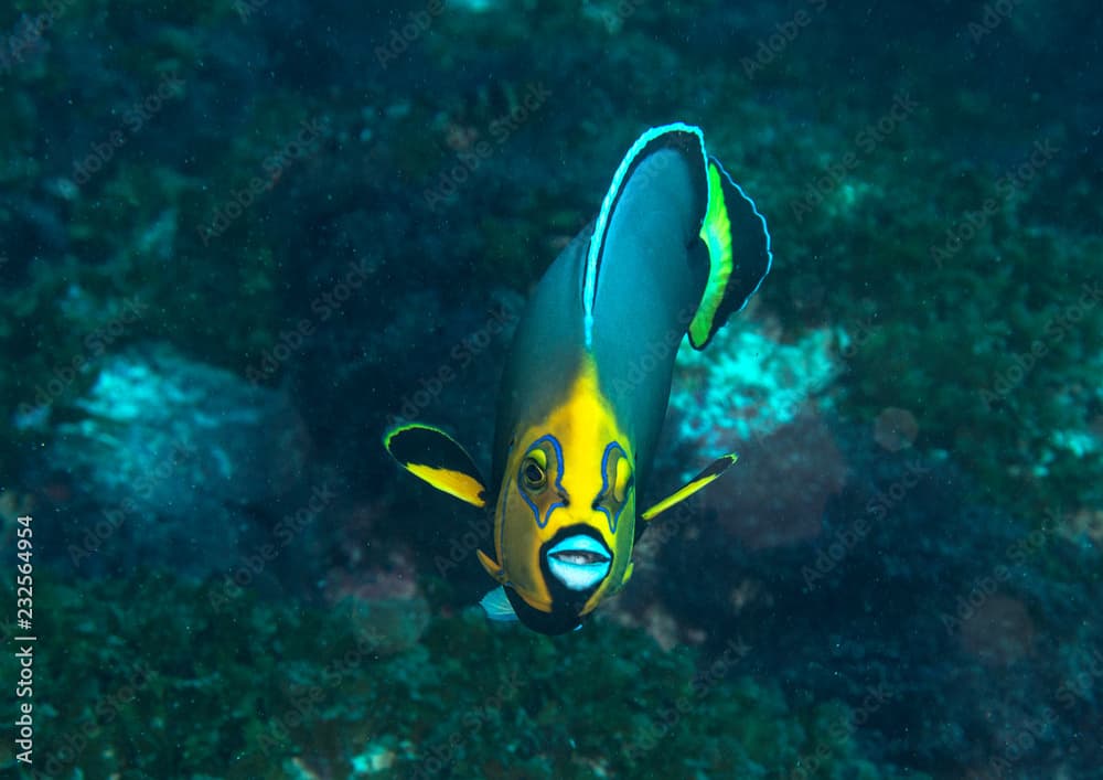 Conspicuous Angelfish