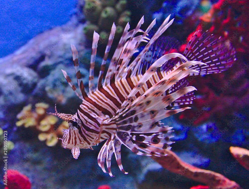 Lionfish floating in the sea water waiting for its prey along the reefs.