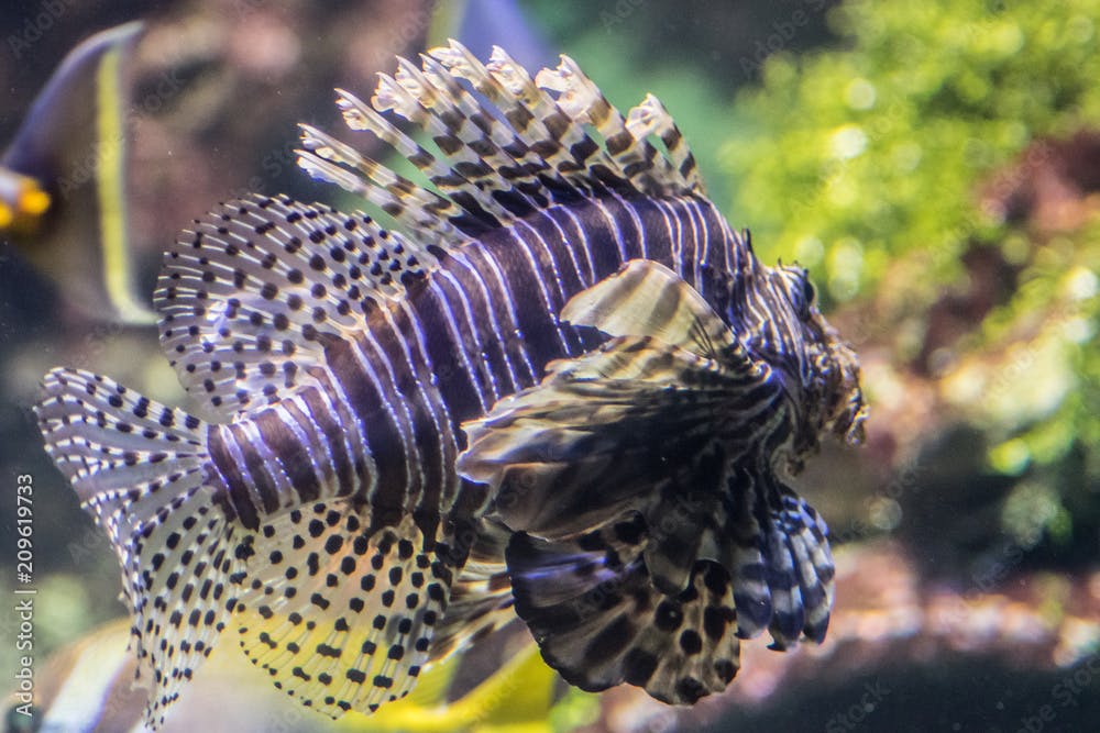 scorpion fish in aquarium