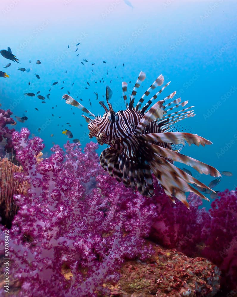 Lionfish