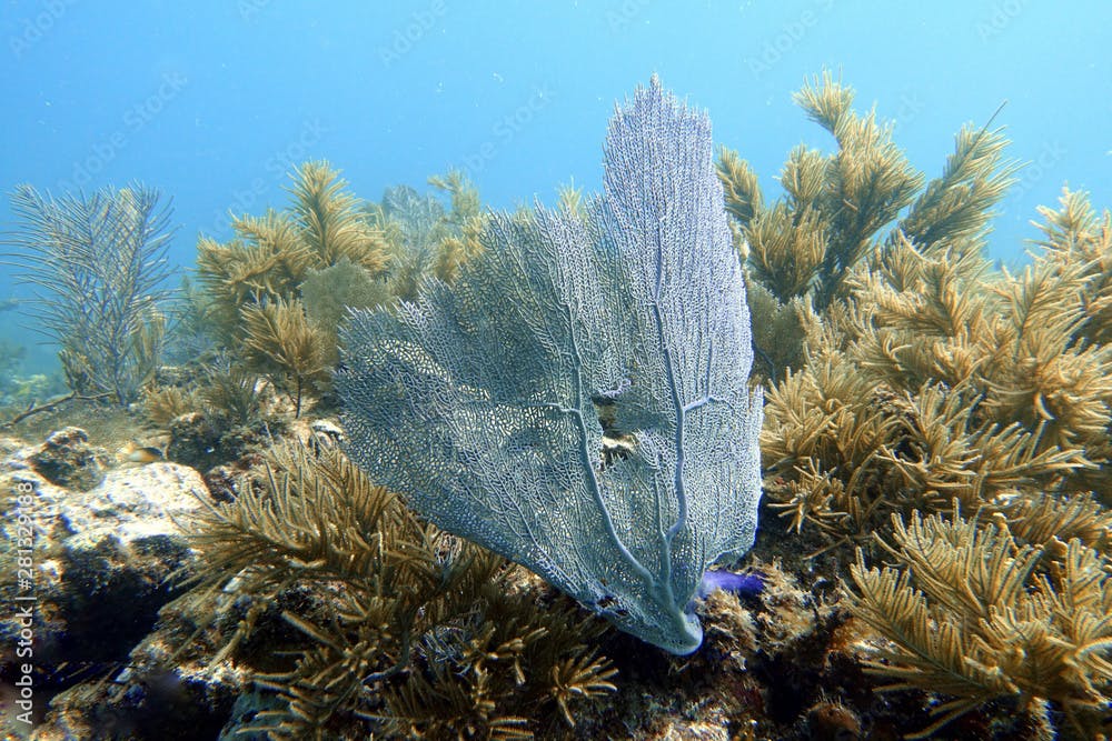 The purple sea fan attached to a rock or coral reef.