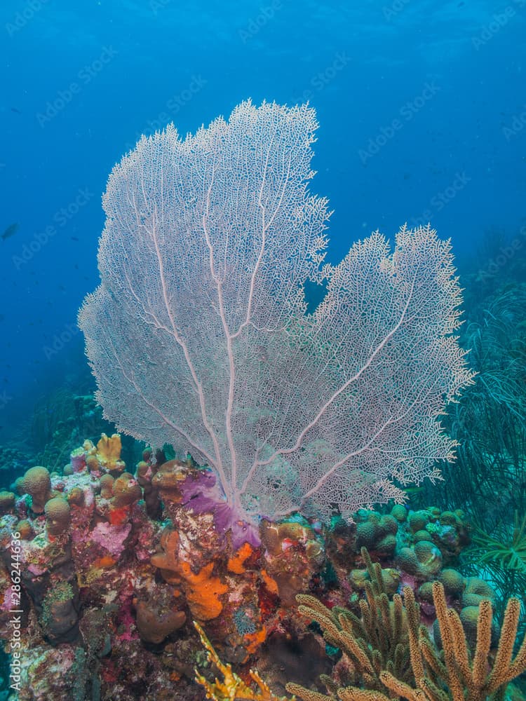 Venus fan (Gorgonia flabellum), Caribbean, venezuela - Los roques