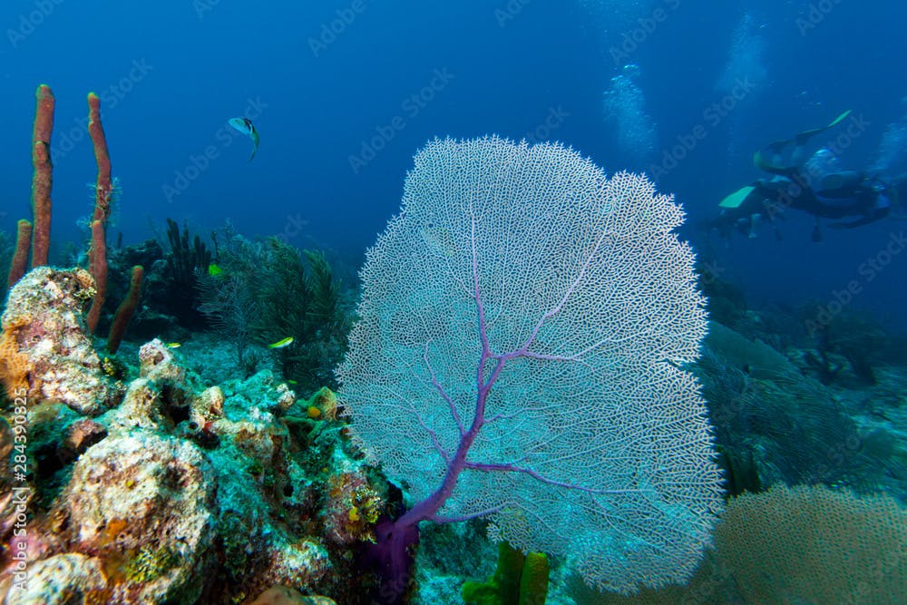 Purple sea fan (Gorgonia ventalina) with divers in background
