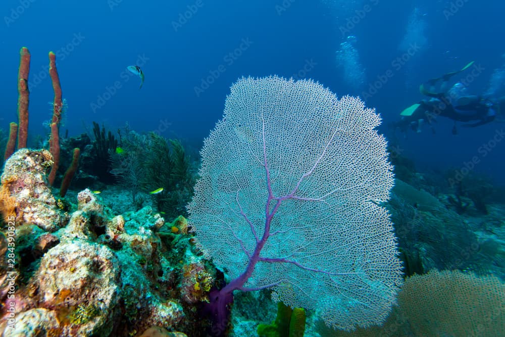 Purple sea fan (Gorgonia ventalina) with divers in background