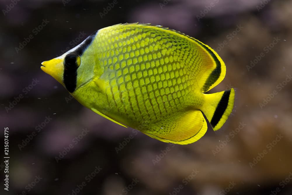 Latticed butterflyfish.(Chaetodon rafflesii).