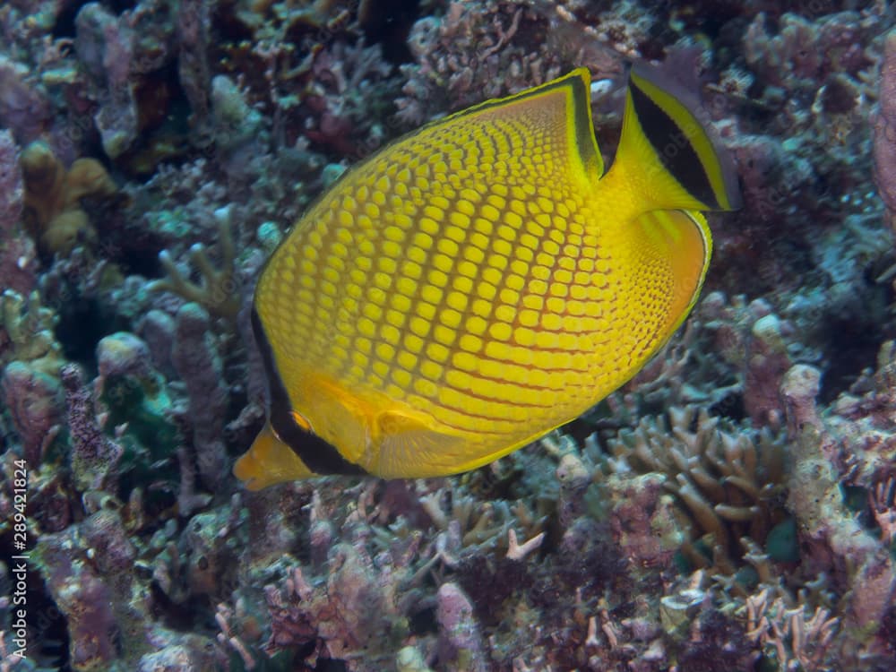 latticed butterflyfish · Chaetodon rafflesii · Reeflings Library