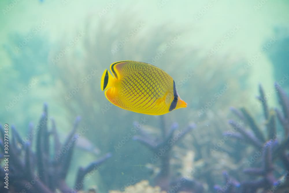 Under water photo, Latticed Butterflyfish, yellow butterfly fish in coral reefs, Tropical ocean, Palau, Pacific