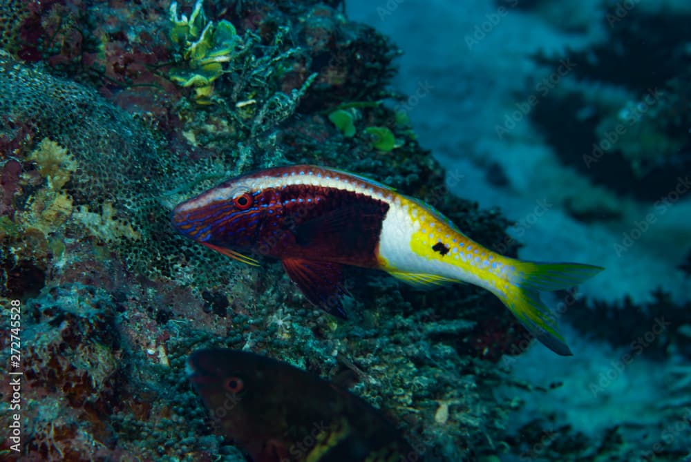 Half and Half Goatfish Parupeneus barberinoides