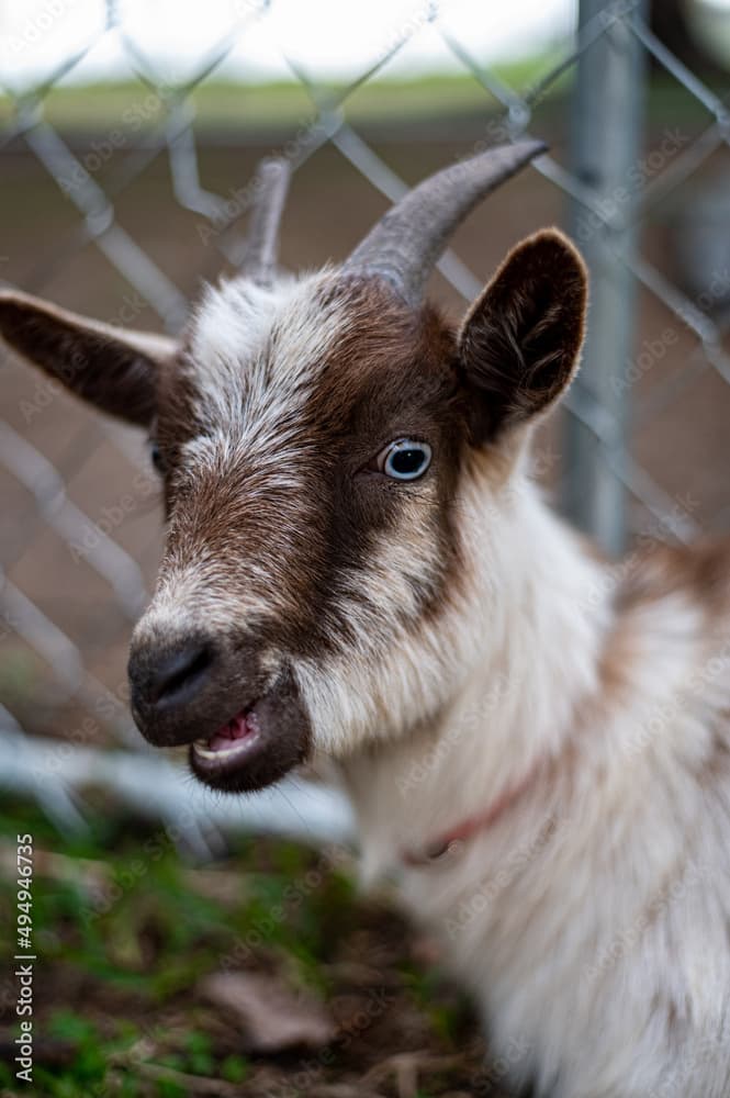 Vertical closeup of the bicolor goat with blue eyes.