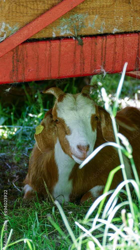 Vertical closeup of the bicolor goat lying on the grass.