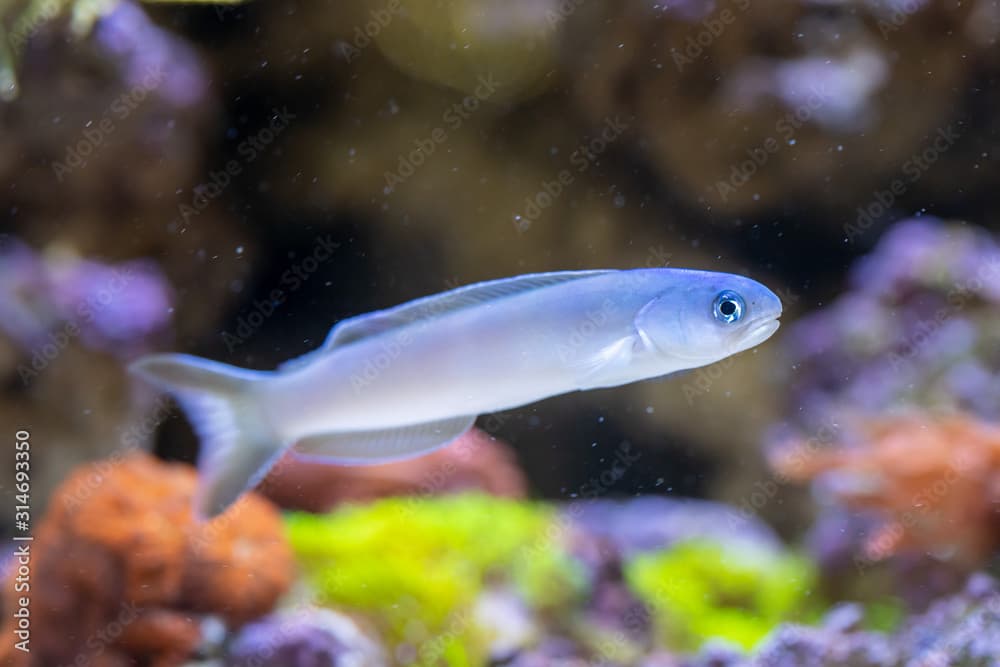 Flashing Tilefish (Hoplolatilus chlupatyi) beautiful marine fish from Indonesia