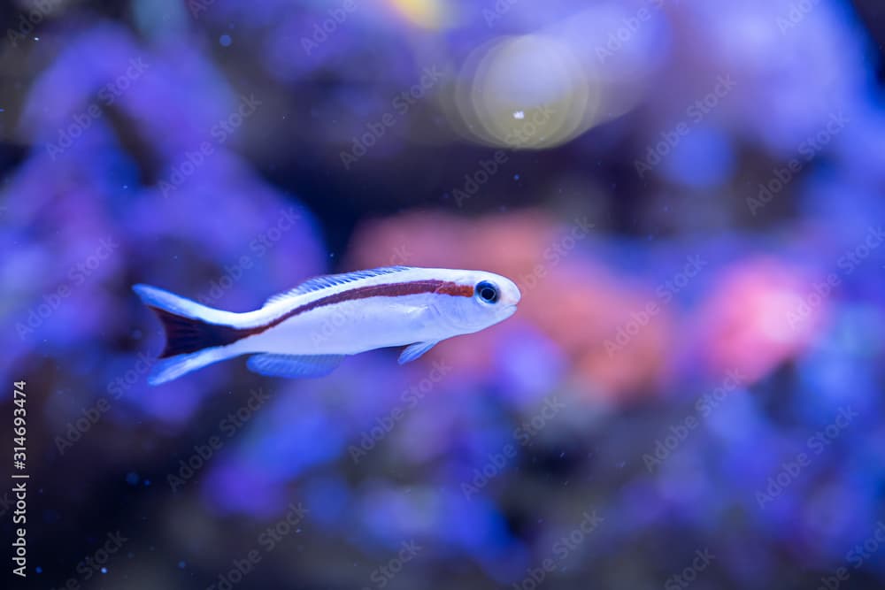 Skunk Tilefish..(Hoplolatius marcosi) swimming in Reef Tank