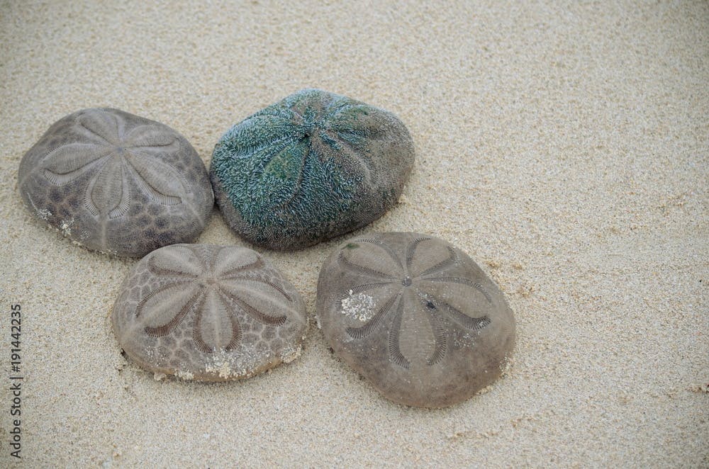 Sand dollars (Sea biscuits or sea cookies) - Clypeaster reticulatus - on the beach in Cayo Coco Cuba.