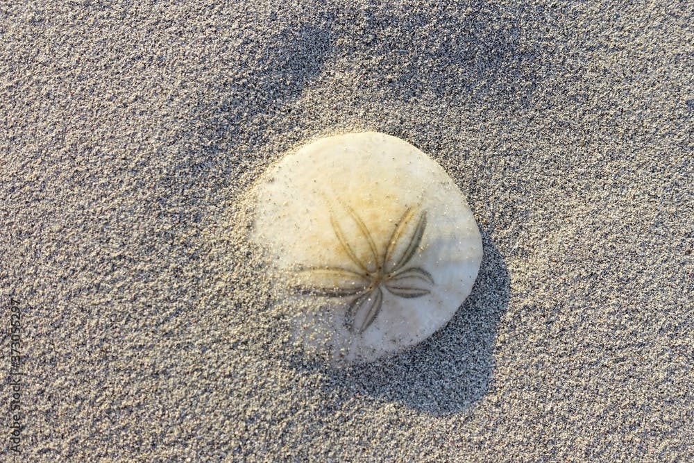 closeup isolated photo of a sand dollar on a sandy beach on vancouver island, british columbia, canada